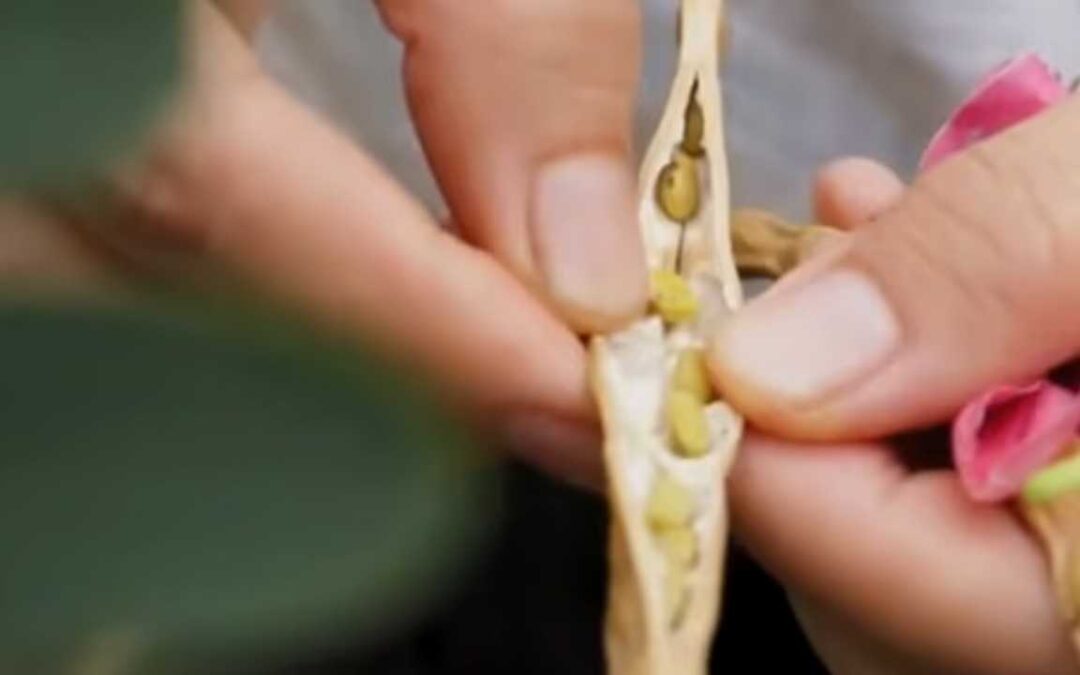 Berkebun, Desainer Ini Ubah Lahan Terbatas Jadi ‘Supermarket’ Pribadi