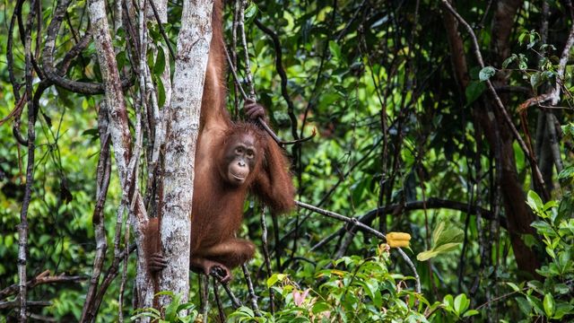 gambar orang utan sumber dari canva